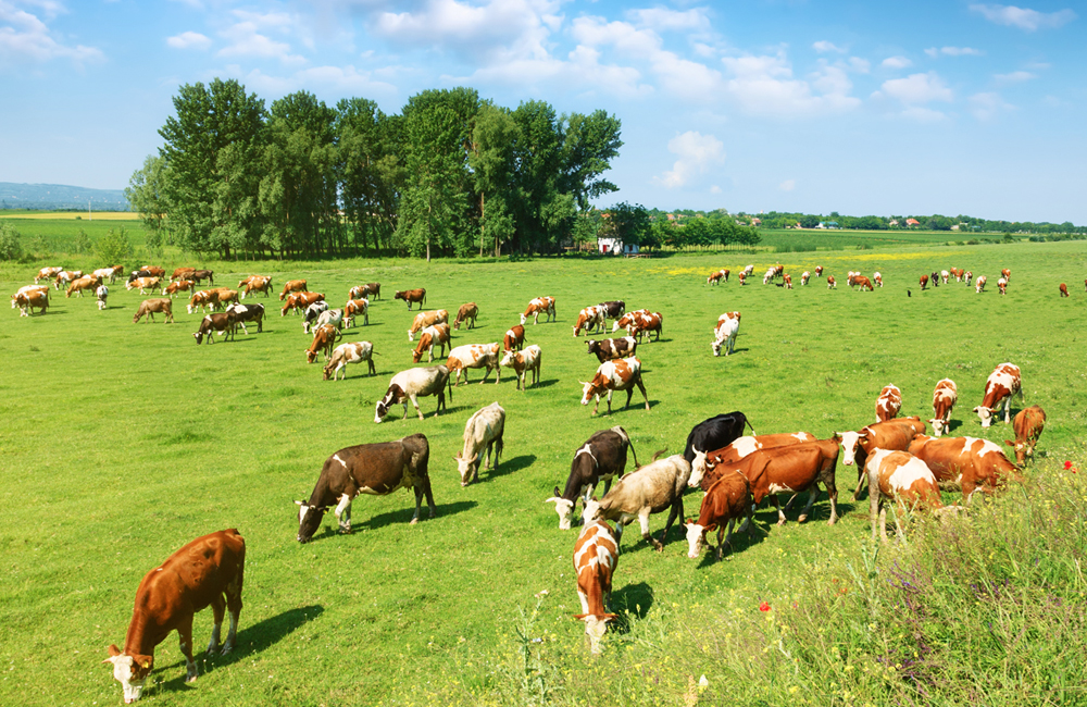 Farms, Bare Land and Grazing image